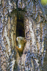 squirrel on tree