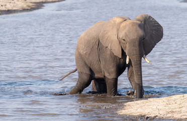 Fototapeta na wymiar Elefant steht im Chobe River, Chobe Nationalpark, Botswana