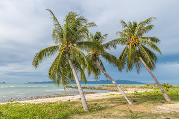 Beautiful Palms on the beach, Dominican republic
