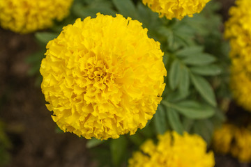 Tagetes erecta, the Mexican marigold or Aztec marigold, is a species of the genus tagetes native to Mexico. Despite its being native to the Americas, it is often called African marigold.