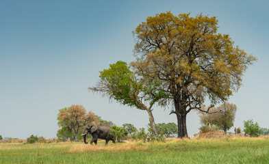afrikanischer Elefant durchstreift eine Insel im Okavango Delta, Botswana