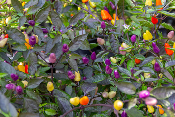 colorful chili fruits