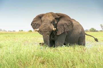 Fototapeta na wymiar afrikanischer Elefant, Loxodonta africana, im Okavangodelta