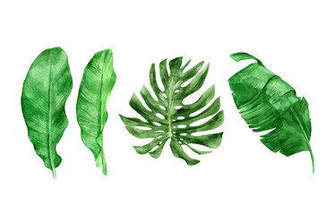 Beautiful tropical leaves collection, vector graphics isolated on the white background. Hand drawn plant (banana and monstera) illustration in watercolor technique. Large palm foliage.
