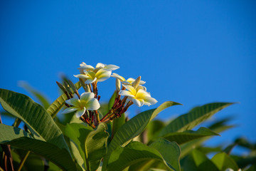 flowers and blue sky