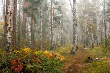Forest. Fog. Autumn leaves. Autumn colors. Have a walk in the forest