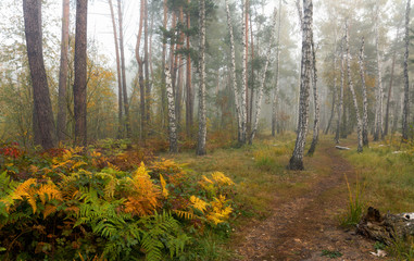 Forest. Fog. Autumn leaves. Autumn colors. Have a walk in the forest