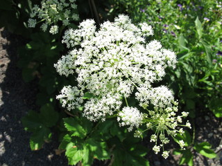 Blühender Meisterwurz, Peucedanum ostruthium