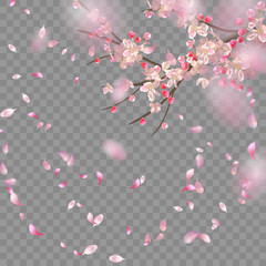 Naklejka premium Spring Cherry Blossom