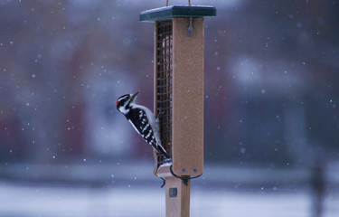 Downy Woodpecker