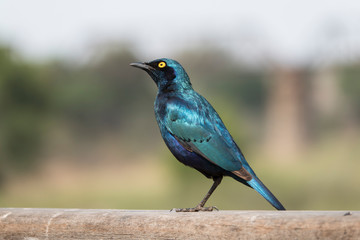 Cape Glossy Starling, oiseau bleu.