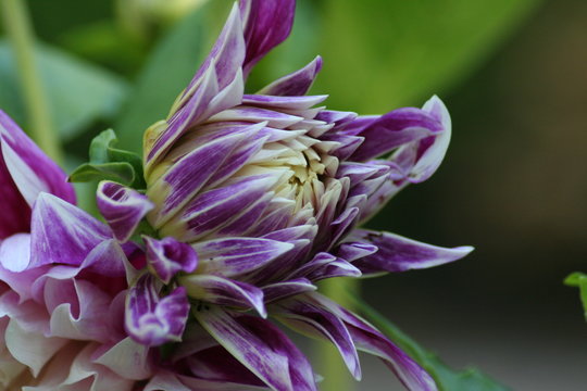 Dalia