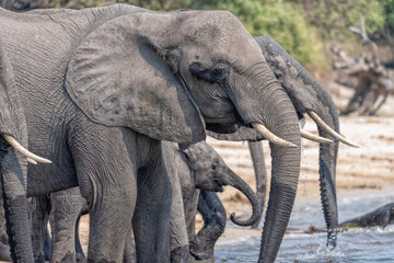 Viele Rüssel werden ins Wasser getaucht, Elefanten saufen Wasser am Chobe River, Botswana