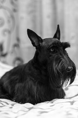 beautiful portrait of a funny Scotch Terrier