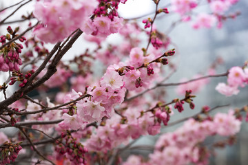 Fototapeta na wymiar tender pink cherry blossoms