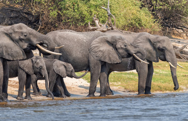 eine Elefantenherde mit  Jungtieren trinkt am Fluss, Chobe River, Botswana