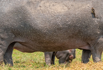 Kopf und Beine eines Flusspferd Babys schauen unter dem narbigen Körper der Mutter hervor