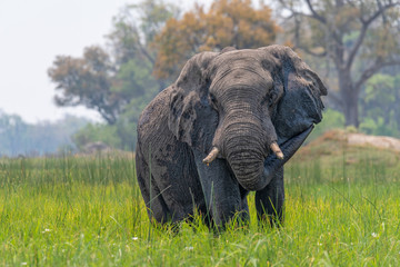 Fototapeta na wymiar Elefant im Okavango Delta, Botswana
