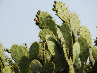 Prickly pear cactus plant