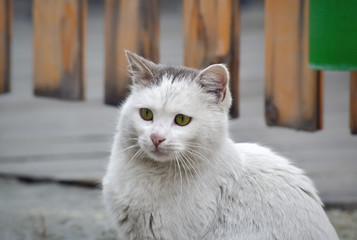 White cat on the street