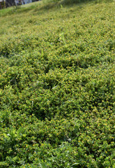 Fototapeta na wymiar クローバーと、キバナツメクサの草原