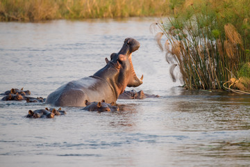 ein Nilpferd reisst das Maul auf und zeigt seine Zähne, Kwando River, Namibia