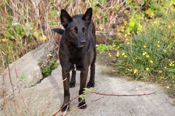 Portrait of the black mixed-breed dog.