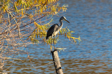 raureiher steht auf Holzpflock im Hintergrund Wasser