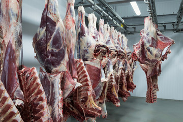 Freshly slaughtered halves of cattle hanging on the hooks in a refrigerator room of a meat plant...