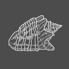 engraving illustration of spiral seashell