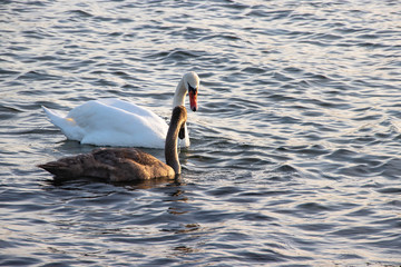 Junger und alter Schwan schwimmen