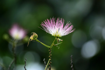 ネムノキの花