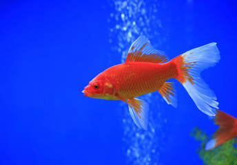 Goldfish swim in the water