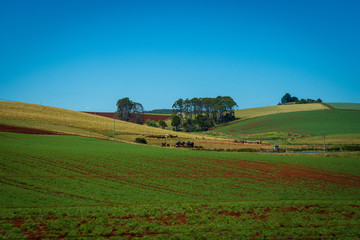 Fototapeta na wymiar Farm Field Scene, Tasmania Australia