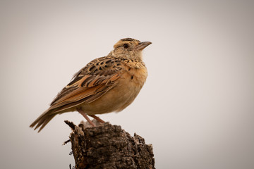 Zitting cisticola perches on dead tree stump