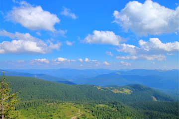 Obraz premium View of the Carpathians, covered with forest from the top of the mountain.