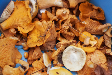 Freshly harvested chanterelle mushrooms in a blue bucket of mushroom picker.