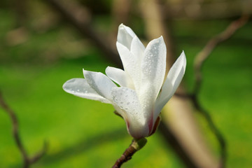 Blooming white Magnolia with dew drops in the garden in the spring.