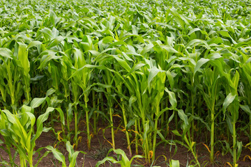 Obraz premium Rows of green corn on the field.