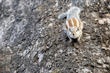 Gary squirrel clinging to a tree