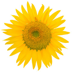 Fototapeta premium tournesol, fond blanc