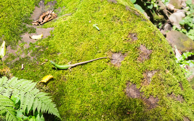 Lizard gracefully lying on green moss