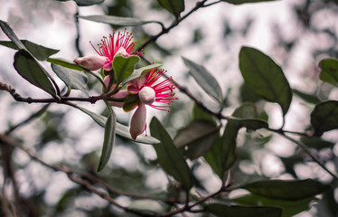 feijoa flowers and buds on feijoa tree