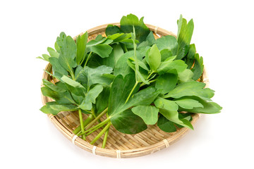 長命草