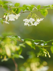 White flower Orange jasmine  Beautiful Bunch