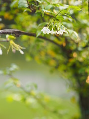White flower Orange jasmine  Beautiful Bunch