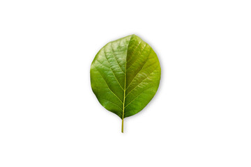 Fototapeta na wymiar Avocado leaf isolated on a white background