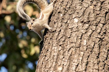 Gary squirrel clinging to a tree