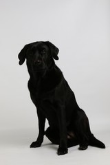 beautiful black labrador is sitting in the white studio