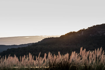 Fototapeta premium grass